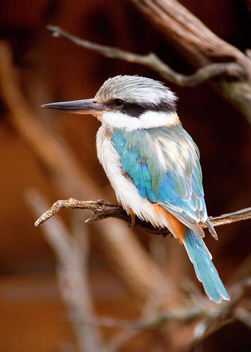 Kingfisher Greeting Card featuring the photograph Sacred KingFisher by Michael Dawson
