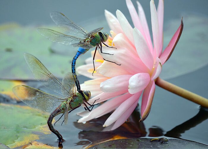 Green Darner Dragonflies Greeting Card featuring the photograph Safe Place To Land by Fraida Gutovich
