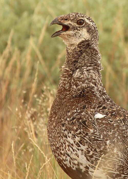 Natural Greeting Card featuring the photograph Sage Grouse Calling by Max Allen