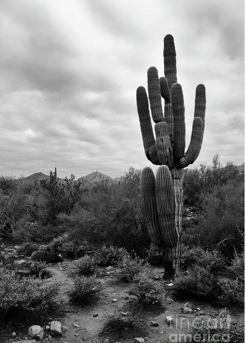 Saguaro Cactus Greeting Card featuring the photograph Saguaro Cactus by Tamara Becker
