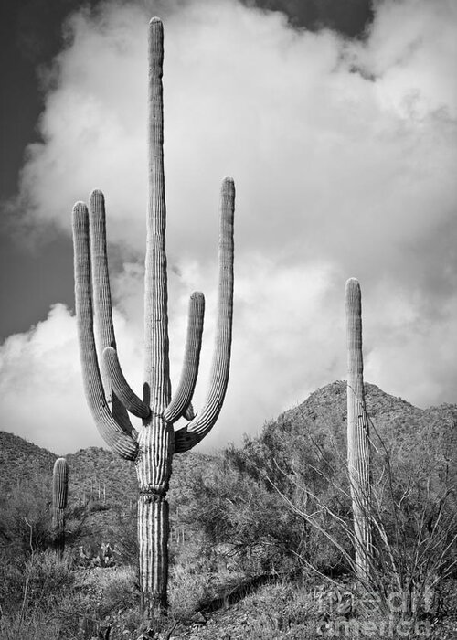 Saguaro Greeting Card featuring the photograph Saguaro by Olivier Steiner