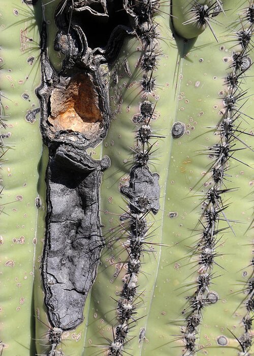 Saguaro Greeting Card featuring the photograph Saguaro Scar by Mary Bedy