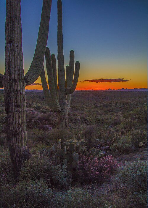 Saguaro Greeting Card featuring the photograph Saguaro Sunset by Doug Scrima