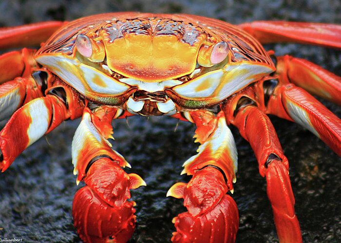 Crab Greeting Card featuring the photograph Sally Lightfoot Crab by Sue Cullumber