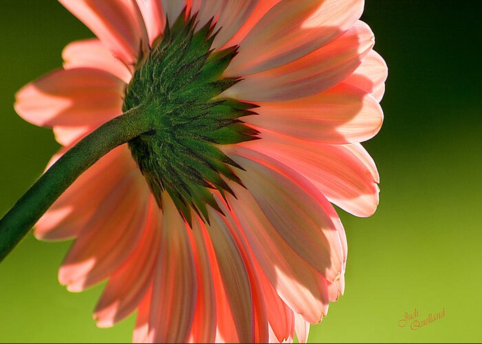 Flower. Daisy Greeting Card featuring the photograph Salmon Pink Daisy by Judi Quelland