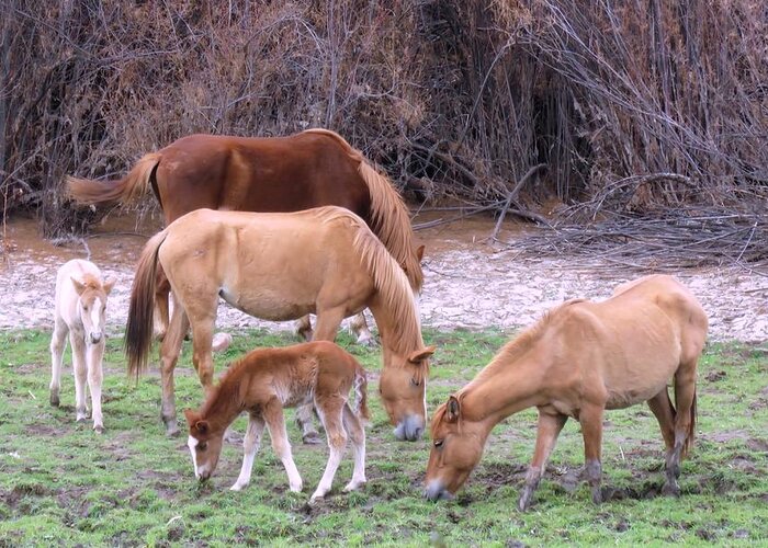 Arizona Greeting Card featuring the photograph Salt River Wild Horses in Winter by Judy Kennedy