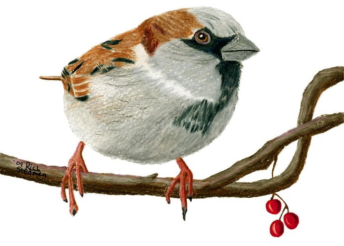 Sparrow Greeting Card featuring the drawing Sammy Sparrow by Richard Stedman