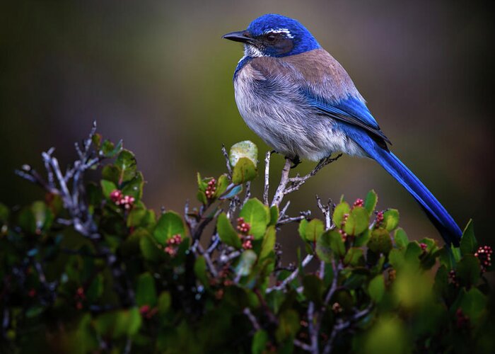 Blue Bird Greeting Card featuring the photograph San Diego Bluebird by Doug Sturgess