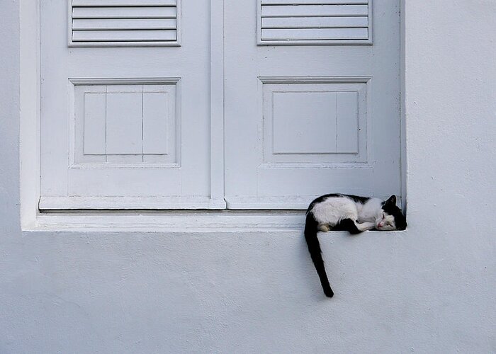Richard Reeve Greeting Card featuring the photograph San Juan - Let Sleeping Cats Lie by Richard Reeve