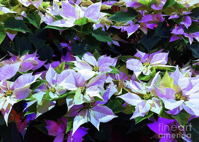 Flower Greeting Card featuring the photograph Sanctuary Poinsettias by Eunice Warfel
