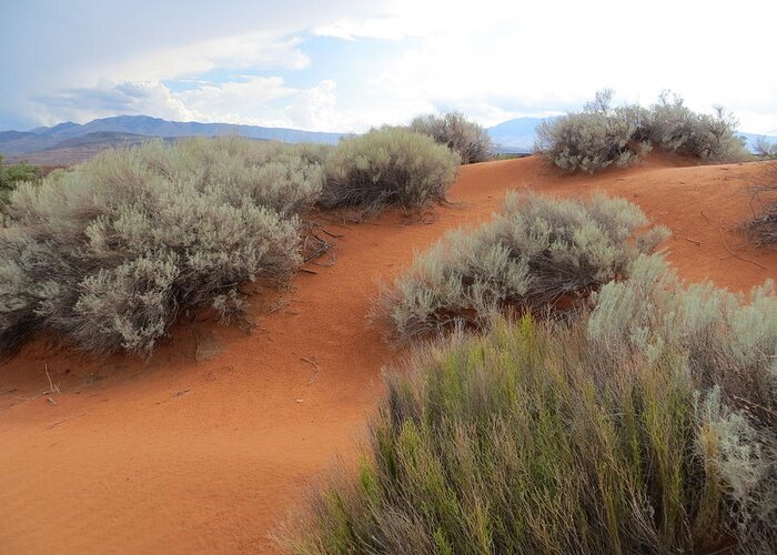 High Desert Greeting Card featuring the photograph Sand and Sagebrush by Patricia Haynes