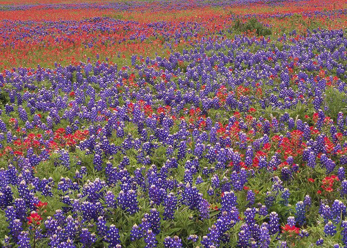 00170984 Greeting Card featuring the photograph Sand Bluebonnet And Paintbrush by Tim Fitzharris