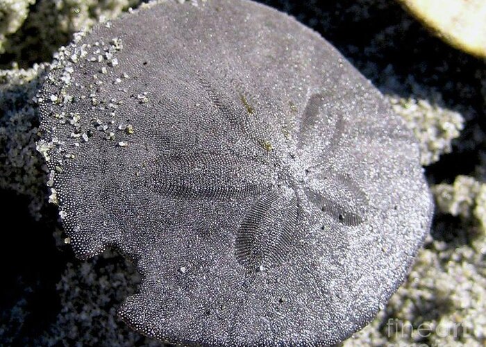Sand Greeting Card featuring the photograph Sand Dollar by 'REA' Gallery
