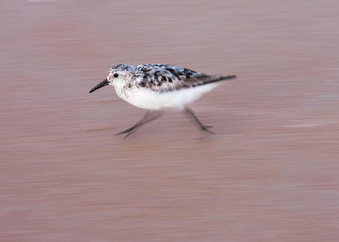 Sanderling Greeting Card featuring the photograph Sanderling On The Run by Paul Rebmann