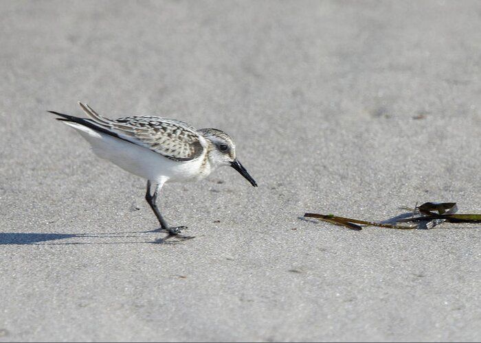 Birds Greeting Card featuring the photograph Sanderling by Steve Gravano