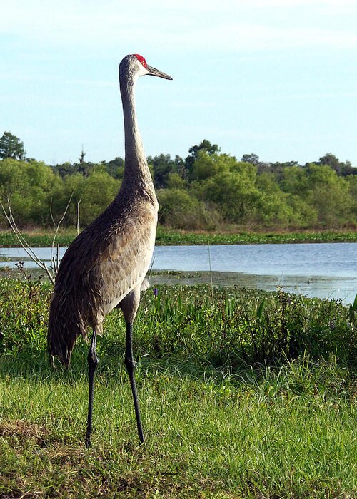 County Park Greeting Card featuring the photograph Sandhill Crane 019 by Christopher Mercer