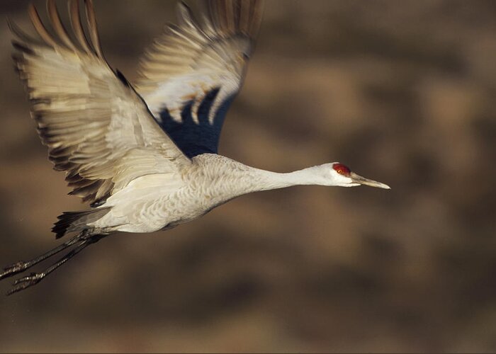 00173818 Greeting Card featuring the photograph Sandhill Crane Flying Bosque Del Apache by Tim Fitzharris