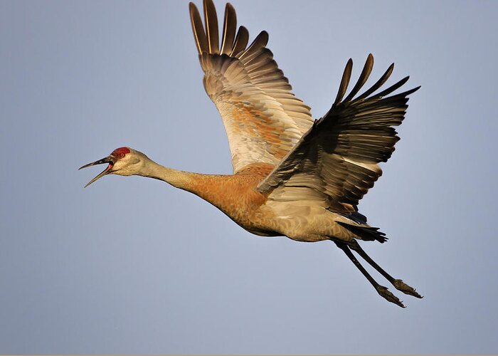 Lake Erie Greeting Card featuring the photograph Sandhill Crane In Flight by Gary Hall