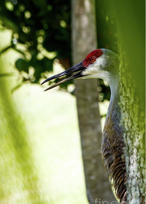 Crane Greeting Card featuring the photograph Sandhill Crane by Les Greenwood