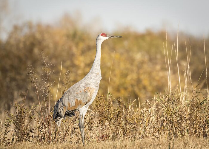 Sandhill Crane Greeting Card featuring the photograph Sandhill Crane Necedah 2015-1 by Thomas Young