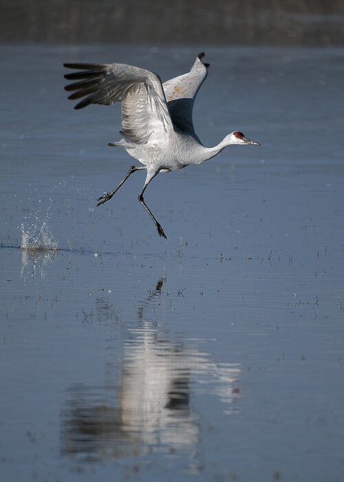 Sandhill Crane Greeting Card featuring the photograph SandHill Crane running on water by Gary Langley