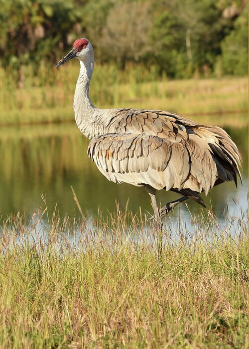 Crane Greeting Card featuring the photograph Sandhill Crane Standing Beside a Lake by Artful Imagery