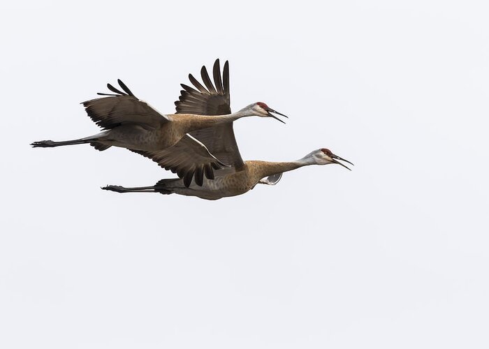 Sandhill Cranes Greeting Card featuring the photograph Sandhill Cranes 2016-1 by Thomas Young