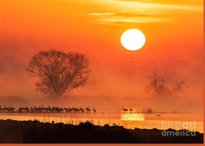 Sunrise Greeting Card featuring the photograph Sandhill Cranes In The Misty Sunrise by Mimi Ditchie