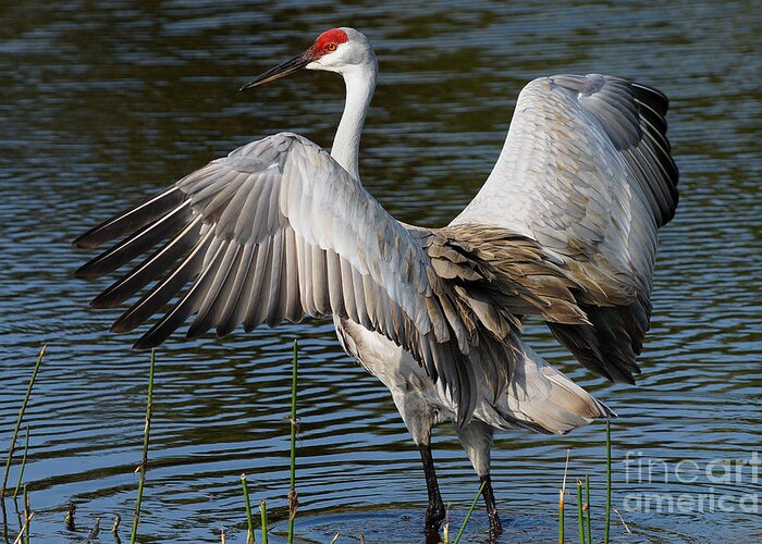 Sandhill Crane Greeting Card featuring the photograph Sandhill Crane Wingstretch by Larry Nieland