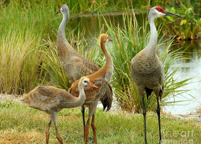 Sandhill Cranes Greeting Card featuring the photograph Sandhill Cranes On Alert by Larry Nieland