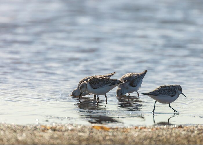 Calidris Mauri Greeting Card featuring the photograph Sandpipers by Jonathan Nguyen