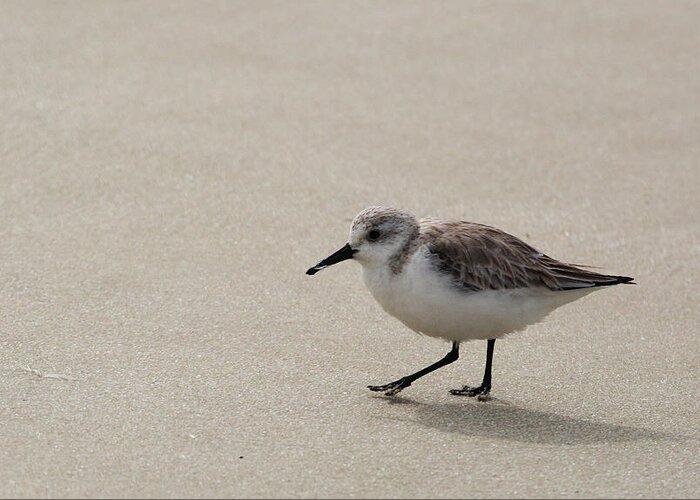 Sandpiper Greeting Card featuring the photograph Sandpiper at the Beach by Jean Clark