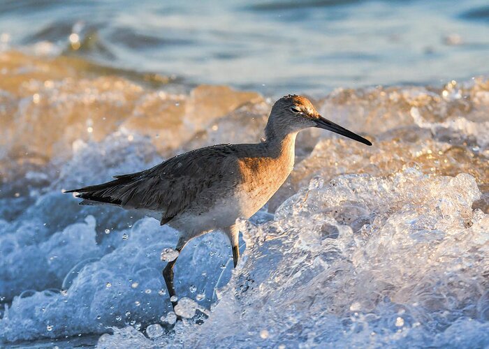 Baird's Greeting Card featuring the photograph Sandpiper Bathing at Sunset by Artful Imagery