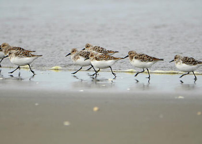 Denise Bruchman Greeting Card featuring the photograph Sandpiper Rush Hour by Denise Bruchman