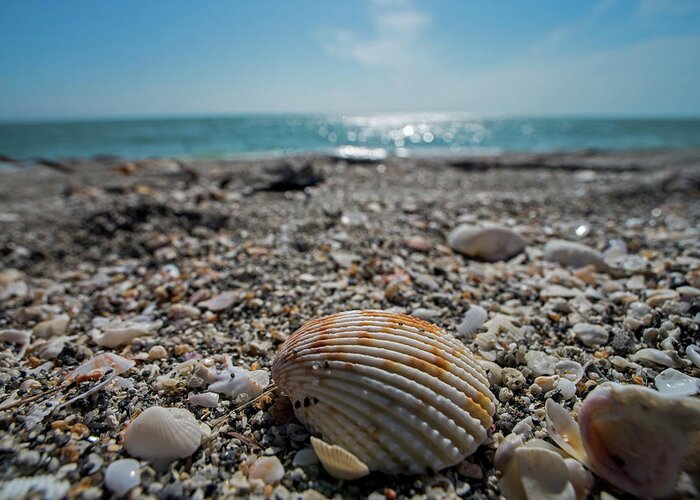Sanibel Greeting Card featuring the photograph Sanibel Island Sea Shell Fort Myers Florida by Toby McGuire