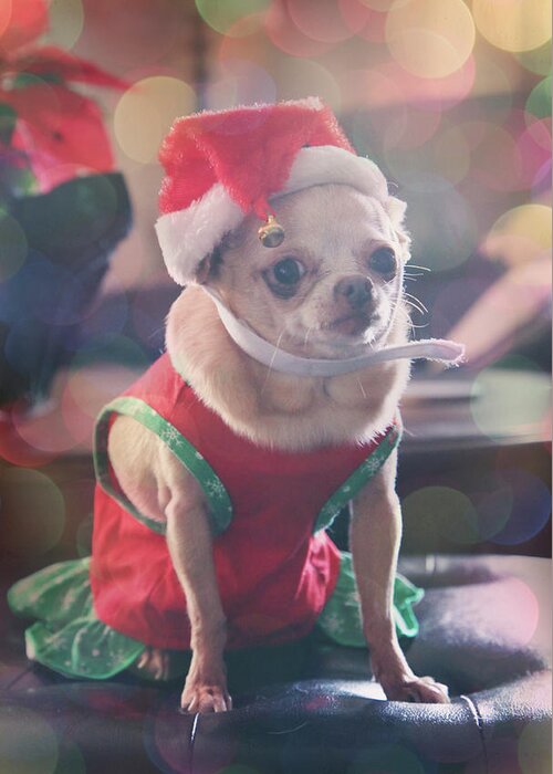 Dogs Greeting Card featuring the photograph Santa's Little Helper by Laurie Search