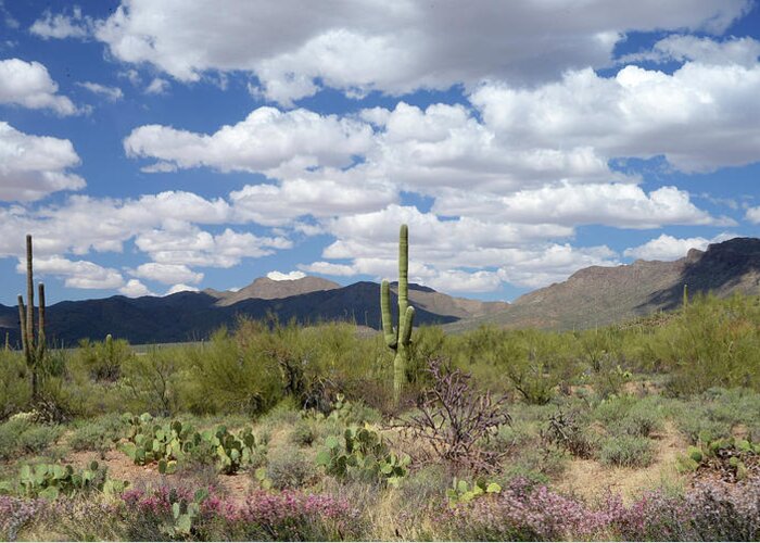 Saquaro Cactus Greeting Card featuring the photograph Saquaro National Park, Arizona by Marsha Williamson Mohr