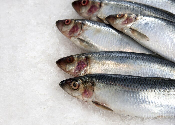 Buy Greeting Card featuring the photograph Sardines on ice by Jane Rix