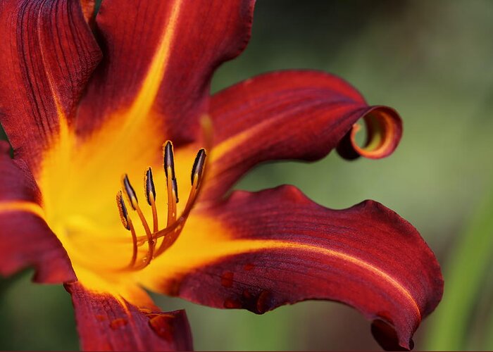 Daylily Curl Greeting Card featuring the photograph Sassy Daylily by Tammy Pool