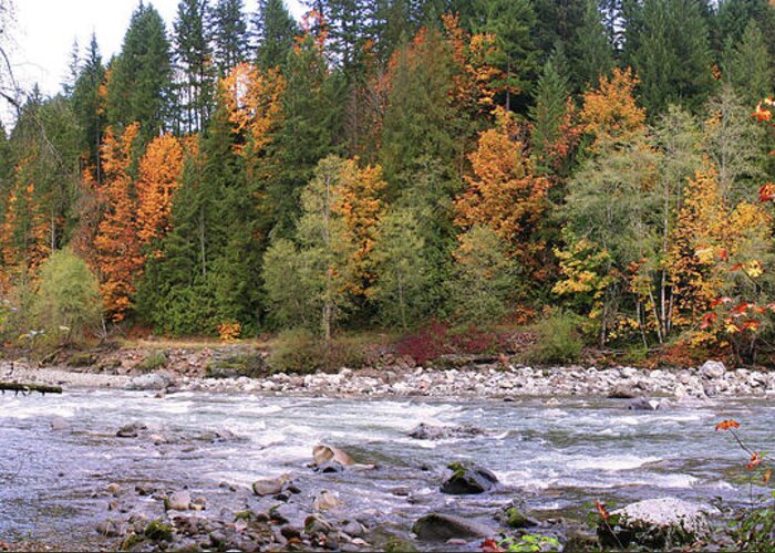 Sauk River Greeting Card featuring the photograph Sauk River Fall Colors Panorama by Mary Gaines