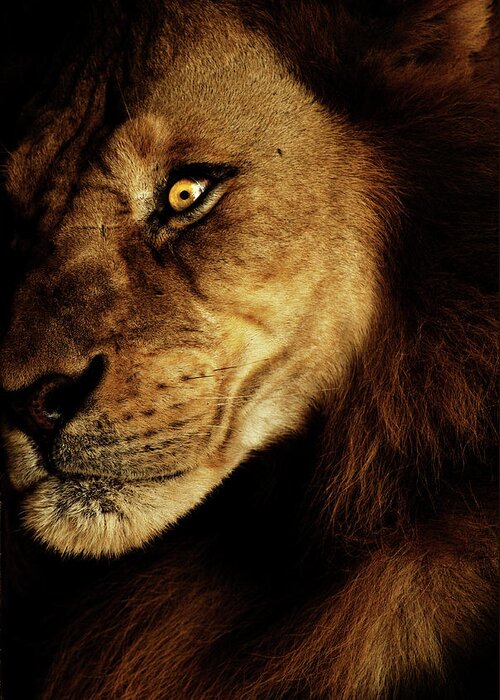 Lion Greeting Card featuring the photograph Savage by Andrew Paranavitana
