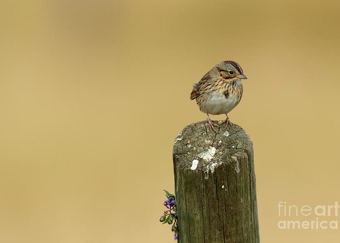Sparrow Greeting Card featuring the photograph Lincoln's Sparrow by Beve Brown-Clark Photography