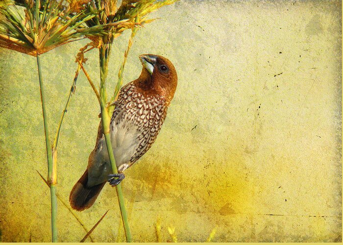 Scaly-breasted Munia Greeting Card featuring the photograph Scaly-breasted Munia by Perry Van Munster