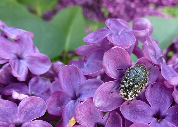 Bloom Greeting Card featuring the photograph Scarab on Purple Lilac by Jean Bernard Roussilhe