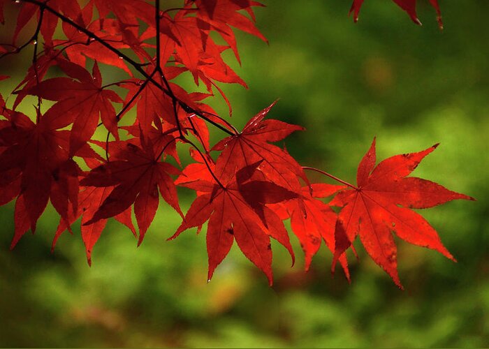 Maple Greeting Card featuring the photograph Scarlet Leaves by Ann Bridges