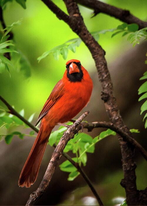 Nature Greeting Card featuring the photograph Scarlet Messenger by Steve Marler