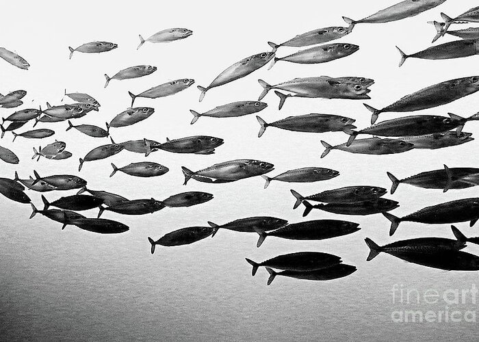 Fish Greeting Card featuring the photograph School's Out by Tom Griffithe