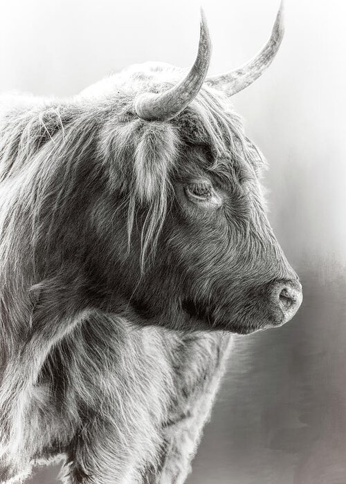 Scottish Highlander Black And White Greeting Card featuring the photograph Scottish Highlander Black and White by Wes and Dotty Weber