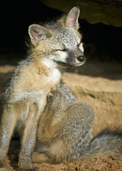 Gray Fox Greeting Card featuring the photograph Scratching Gray Fox by Michael Dougherty