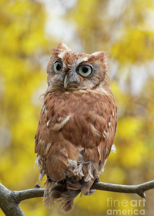 Screech Owl Greeting Card featuring the photograph Screech Owl 1 by Chris Scroggins